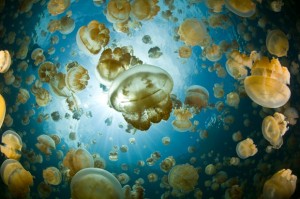 12,000-year-old Jellyfish Lake in Palau is inhabited by otherworldly golden and moon jellies; completely safe for swimmers and a major attraction in Palau.