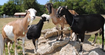 Down on the Farm in California’s Anderson Valley Goats at Pennyroyal Farms in the Anderson Valley.