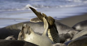 California’s Central Coast Ragged Point to Morro Bay Northern elephant seals at Point Piedras Blancas