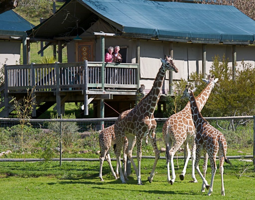 Luxurious safari-style tents and an African wildlife experience at Safari West in the California Wine Country.