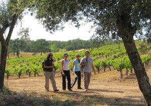 Rambling in the vineyards