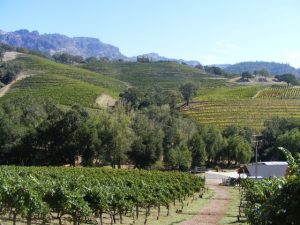 Inn-to-inn walks in vineyards of the California Wine Country.